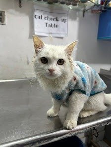 Sitting Cat