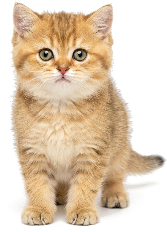Golden Kitten Cutout